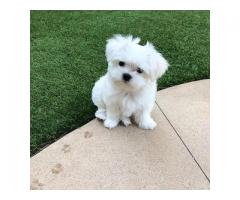 MALTESE PUPPIES FOR SALE TO GOOD HOME