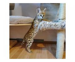 Hermosos gatitos Serval y F1 Savannah disponibles