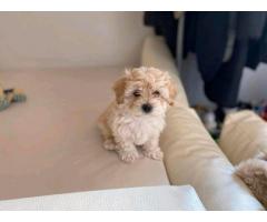 Hermosos niños y niñas pequeños Maltipoo disponibles