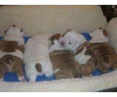 Lindos cachorros de bulldog ingles para adopcion