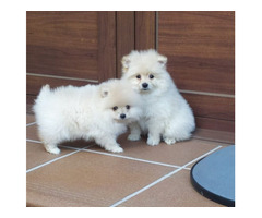 Hermosos cachorros de Pomerania en forma de taza de