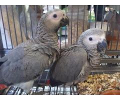 Loros grises africanos dulces y encantadores para la venta  