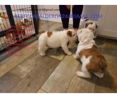 Cachorros de bulldog inglés macho y hembra