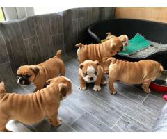 Machos y hembras cachorros de Bulldog Inglés para gratis adopción.