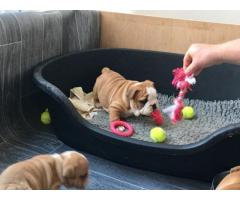 Machos y hembras cachorros de Bulldog Inglés para gratis adopción.