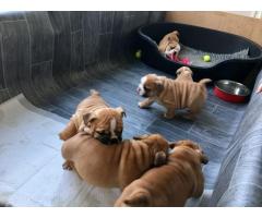 Machos y hembras cachorros de Bulldog Inglés para gratis adopción.