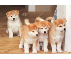 Cachorros Akita Inu