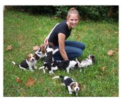 Cachorros beagle