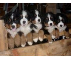 Perro de montaña de Bernese Cachorros