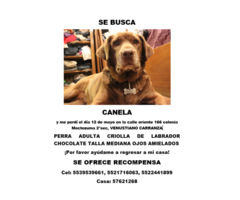 Se Busca Perra Criolla D Labrador Choco Talla Mediana Canela