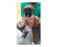 Hermosos cachorros boxer en venta