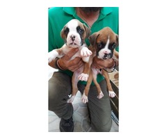 Hermosos cachorros boxer en venta