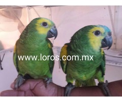 loro verde frente azul ENTREGA EN DOS MESES