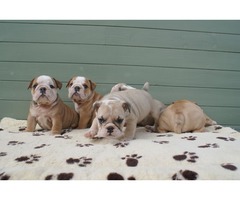 bulldog ingles cachorros para su adopcion