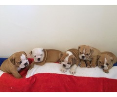 bulldog ingles cachorros para su adopcion