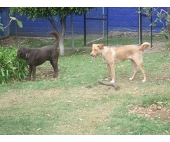 PENSION CAMPESTRE, Hotel Canino Cuernavaca