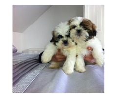 Adorables cachorros shih tzu