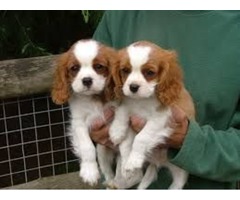 Masculino e Feminino crías Cavalier King Charles Spaniel