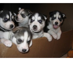 Kc siberianos observado azul Huskies cachorros