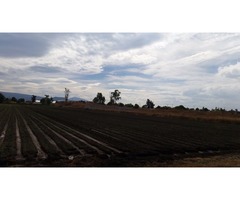 TERRENO AGRÍCOLA A PIE DE CARR. A SAN JOSÉ DE GTO ($850 x M2)