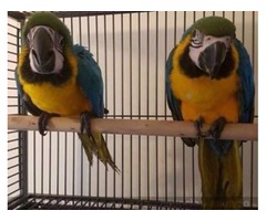 Loros del Macaw del azul y del oro listos