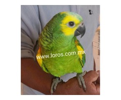 LORO VERDE FRENTE AZUL 3.5 MESES DE EDAD