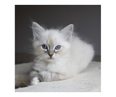 Puro azul mitted ragdoll gatito
