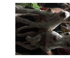 Venta de cachorros dalmata 100%