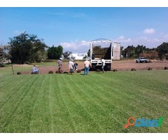 Venta de pasto para canchas de futbol, jardines, areas verdes...